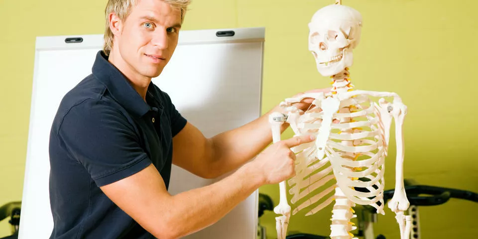 Wie viele Knochen hat der Mensch?