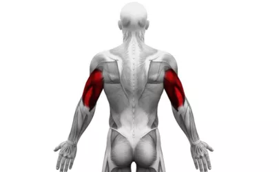 M. Triceps Brachii Muskelkarten Anatomie