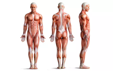 Anatomie Kurs Online Beschreibungsbild