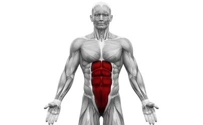 M. rectus abdominis: der gerade Bauchmuskel