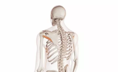 Der M. Teres Minor hervorgehoben in einer Darstellung der Muskeln eines menschlichen Körpers