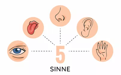 Sinnesorgane: Nase, Augen, Ohren, Haut, Zunge, Haut
