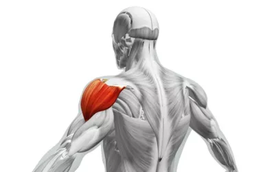 Der Deltoideus bzw. Deltamuskel rot hervorgehoben in einer grafischen grauen Darstellung der Muskeln eines menschlichen Körpers