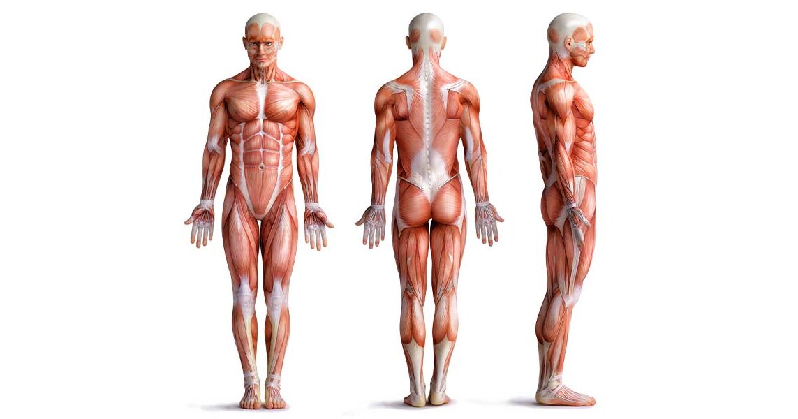 Medial Definition & Bedeutung in der Medizin