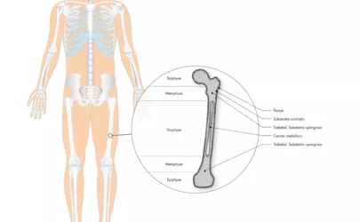 Röhrenknochen: Knochentyp menschlicher Körper
