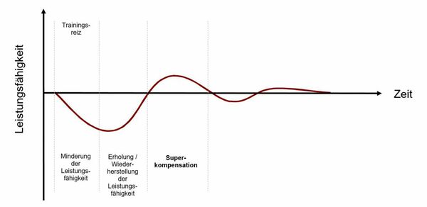 Superkompensation, Verlauf der Belastungs-Erholungs-Reaktion