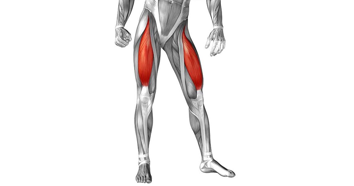 Rectus Femoris Anatomie und Funktion