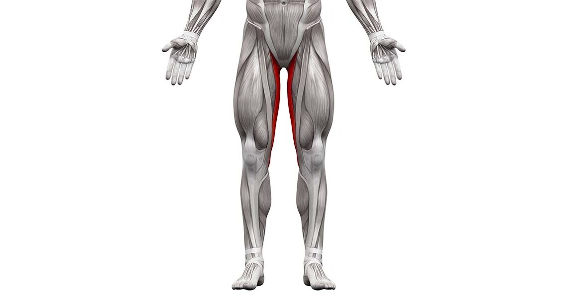 Gracilis Anatomie und Funktion