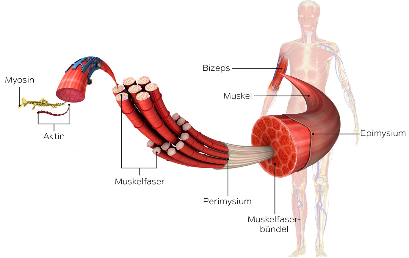 Aufbau Eines Muskels Anatomie.