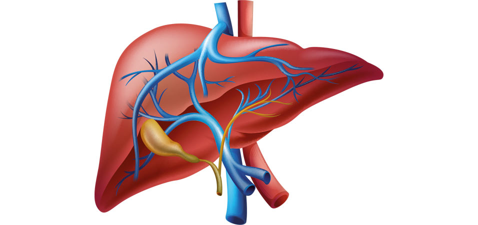 Was macht die Leber?