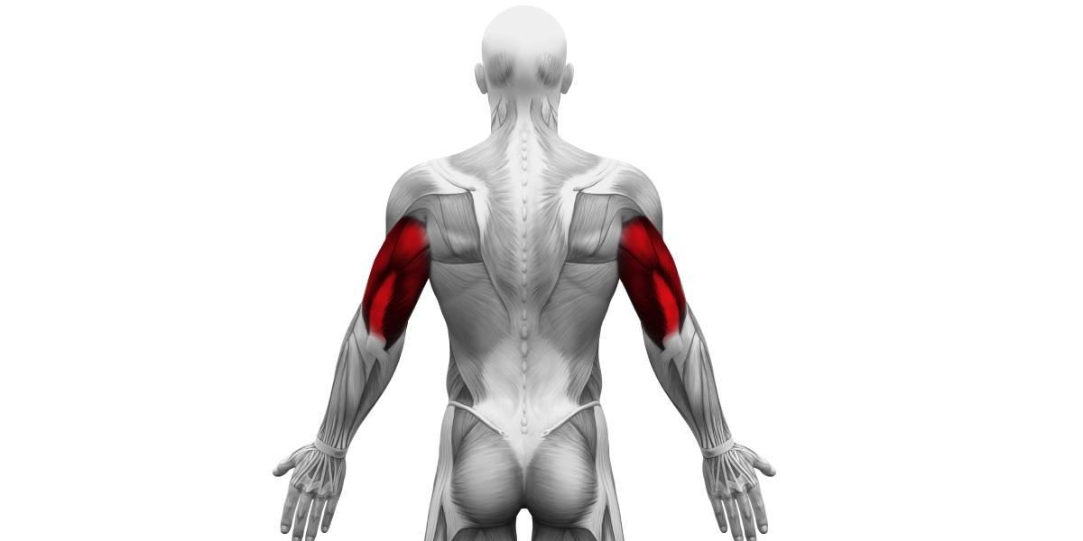 M triceps hotsell