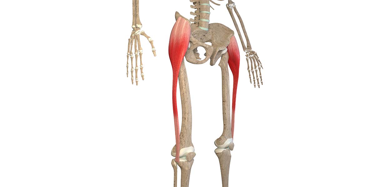 Musculus Tensor Fasciae Latae Anatomie Und Funktion Kenhub The Best